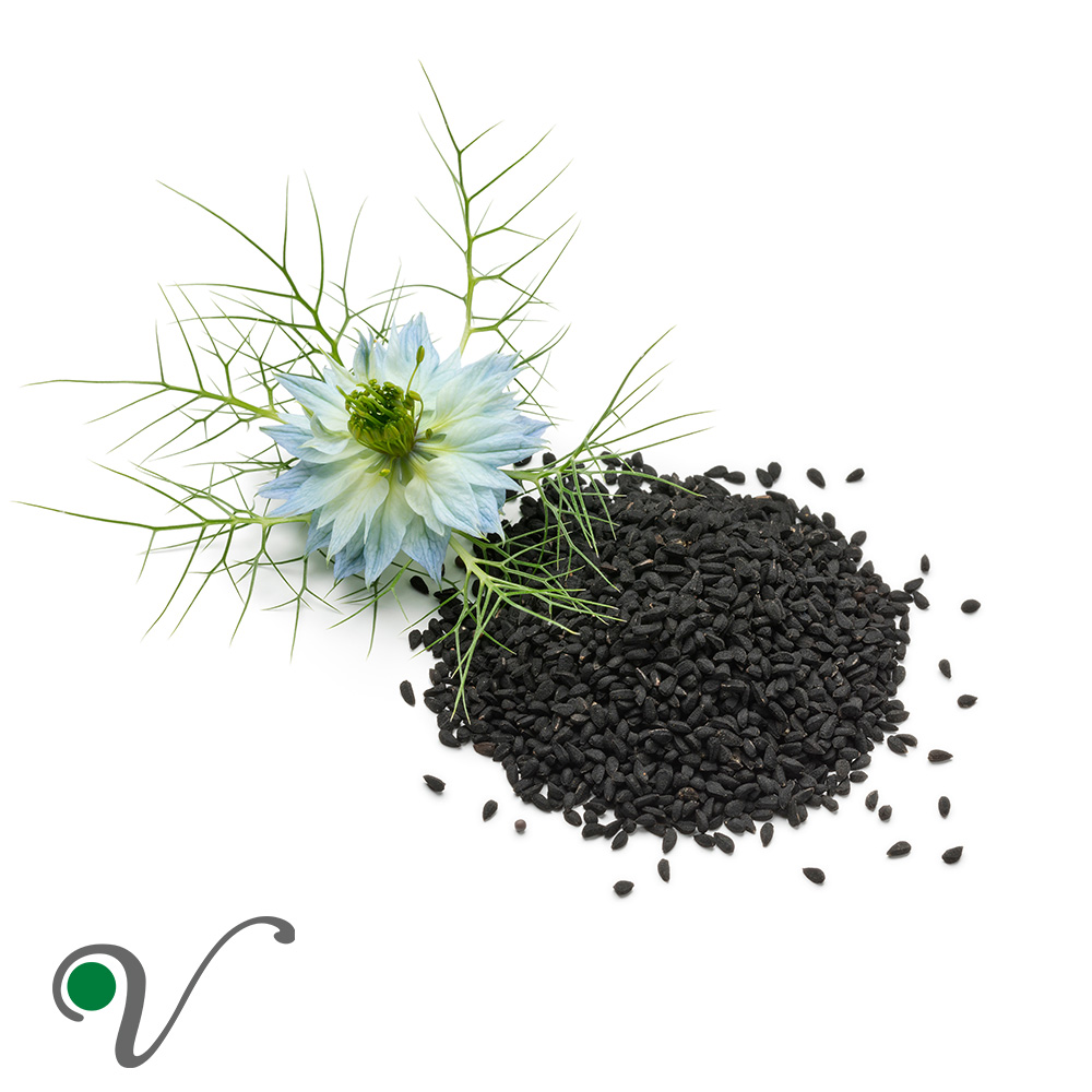 קצח (Nigella sativa)