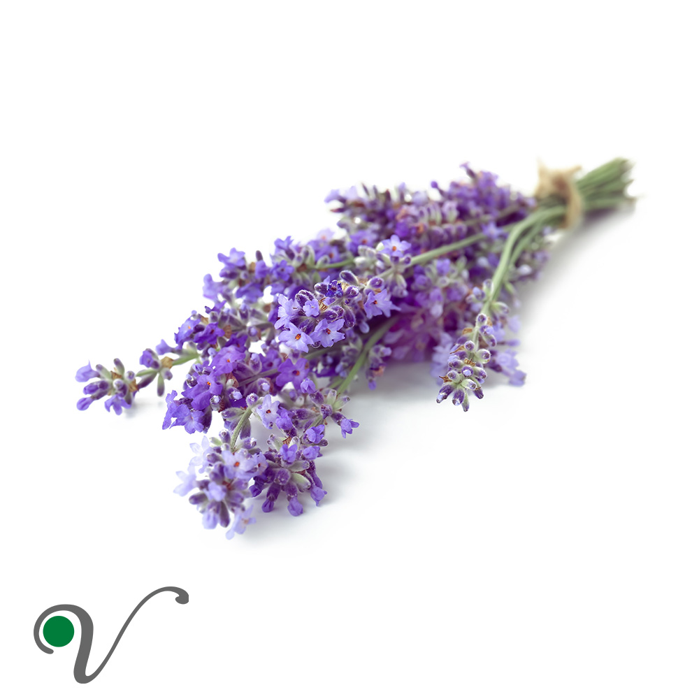 אזוביון רפואי, לבנדר – Lavandula angustifolia