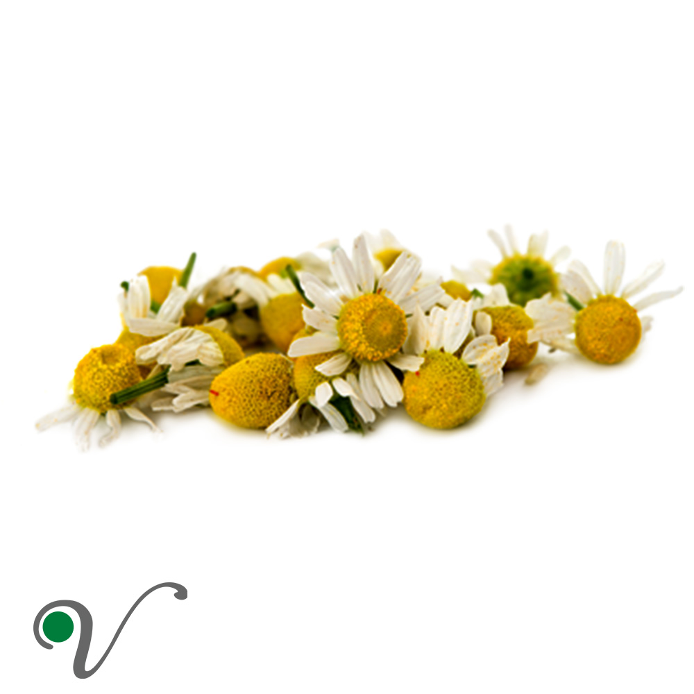 קמומיל רומי – Chamaemelum nobile