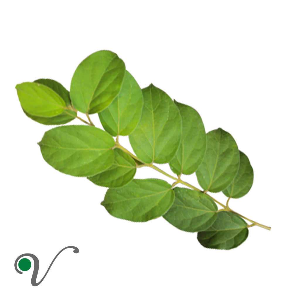 ג'ימנמה - Gymnema sylvestre