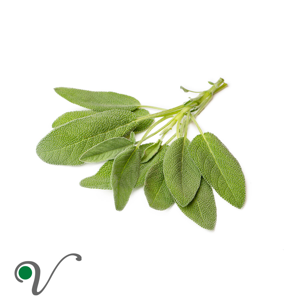 מרווה רפואית – Salvia officinalis