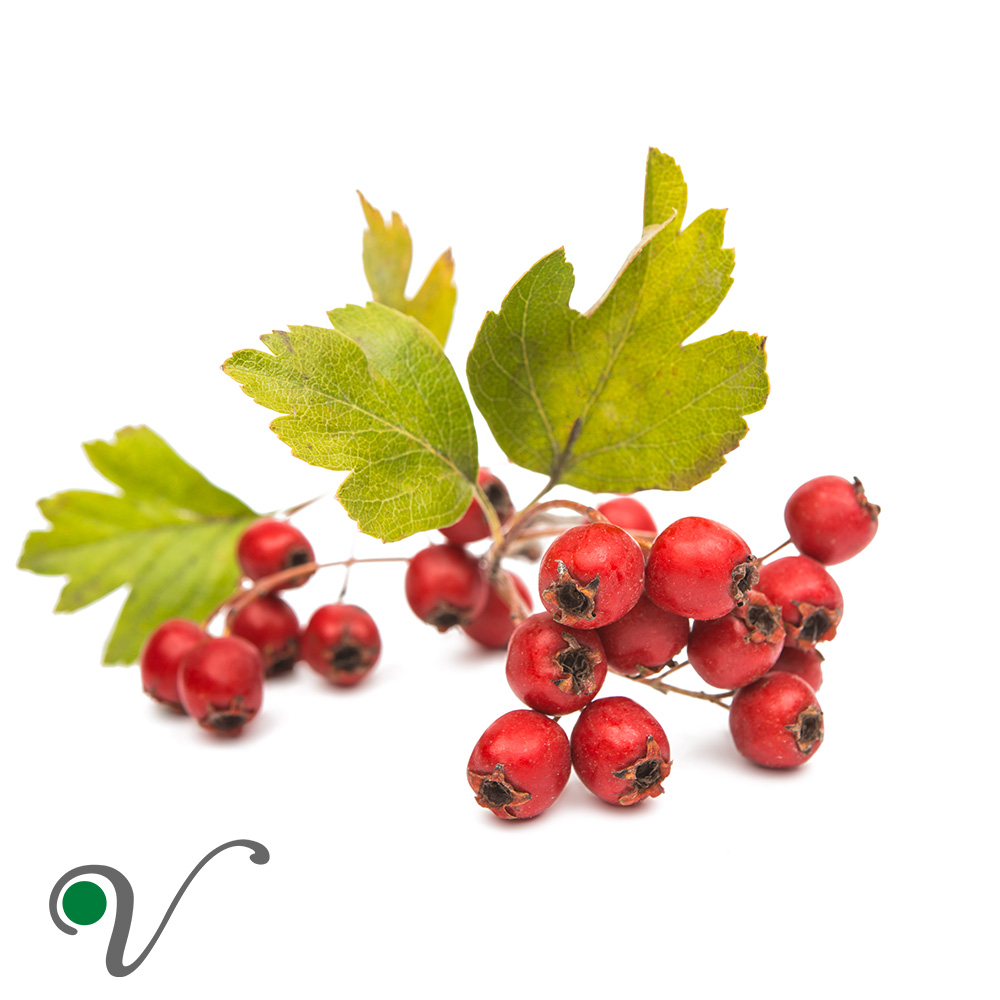 עוזרר/ קרתגוס – Crataegus spp.