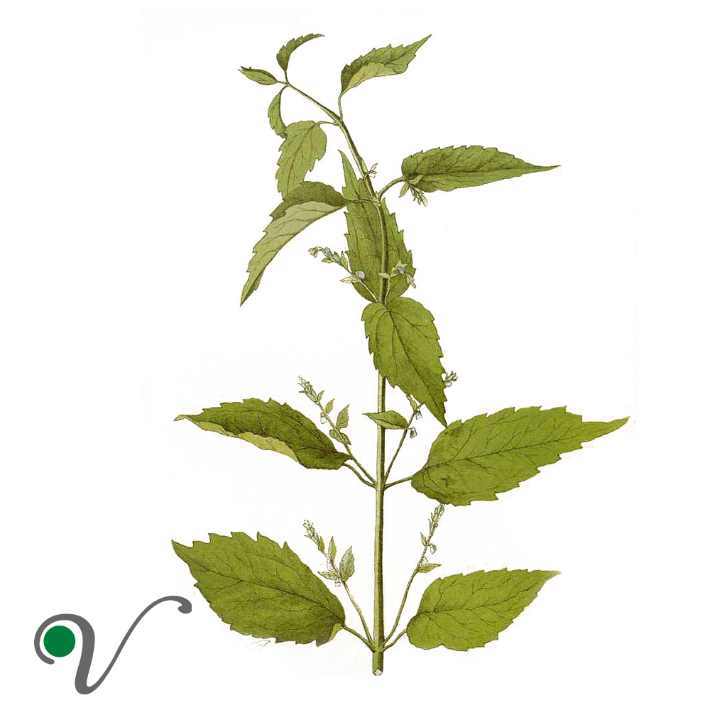 קערורית אמריקאית – Scutellaria lateriflora
