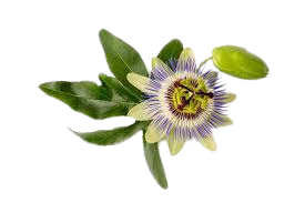 פסיפלורה Passiflora incarnata/ שעונית